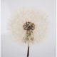 thumbnail image 1 of Flores secas reales, flores secas naturales mezcladas, flores prensadas naturales, flores secas decorativas para velas DIY, 1 of 5