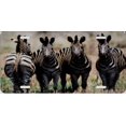 thumbnail image 2 of Zebra Dazzle Metal License Plate, 2 of 2