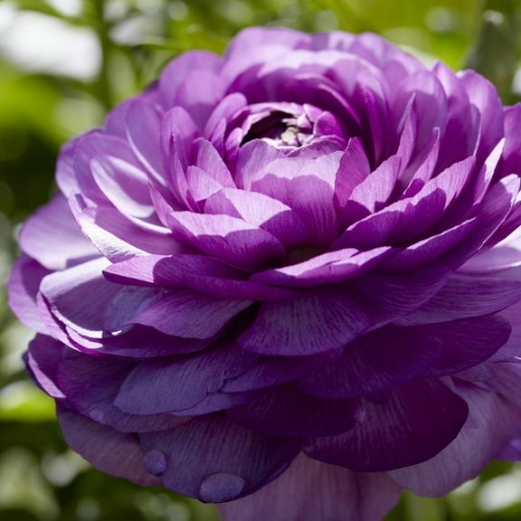 Van Zyverden Butter Cups Ranunculus Double Purple Set of 7 Bulbs Purple Partial Sun Perennial Deer Resistant 1 lb