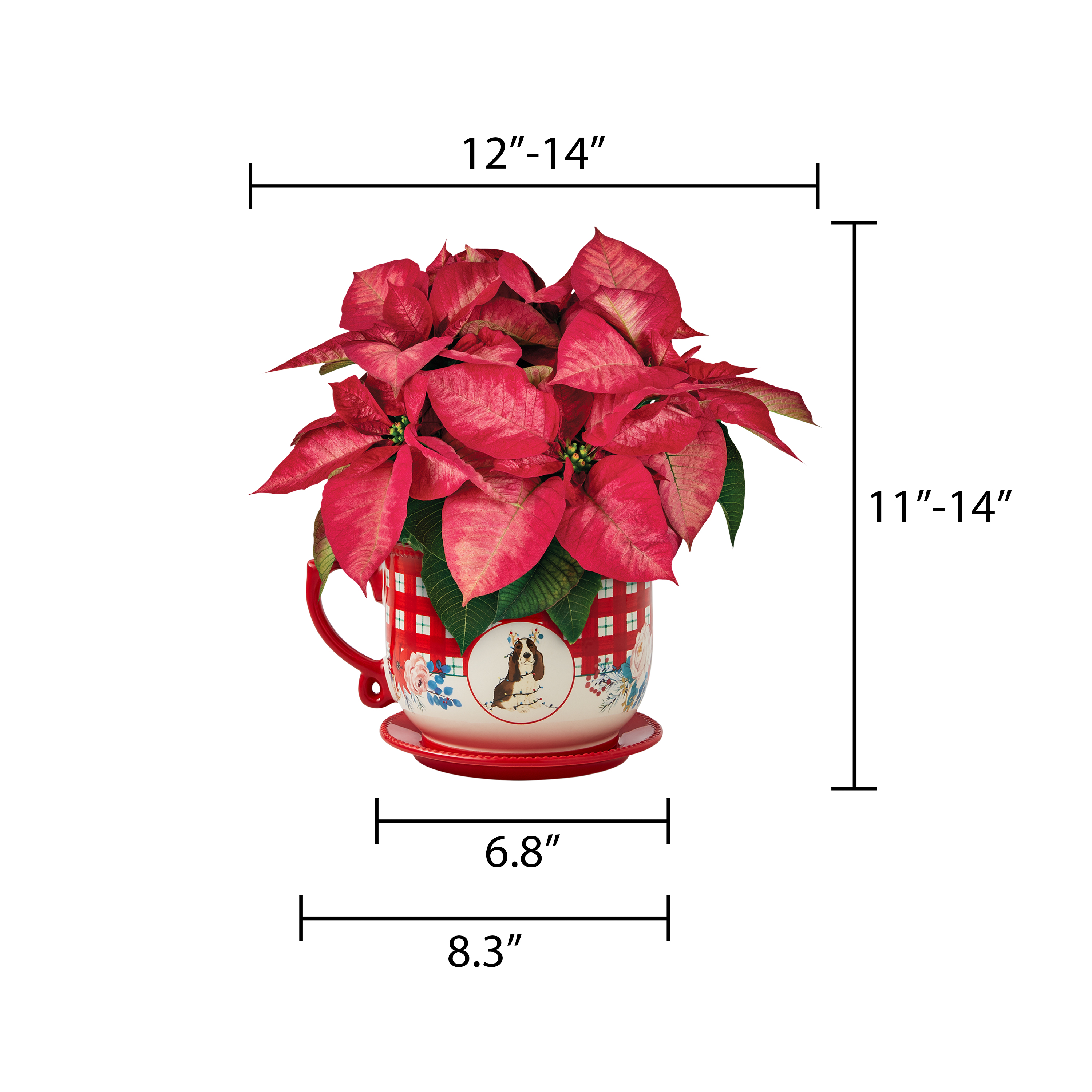 The Pioneer Woman Dark Pink Poinsettia Live Plant in 6" Mug Planter - image 6 of 9