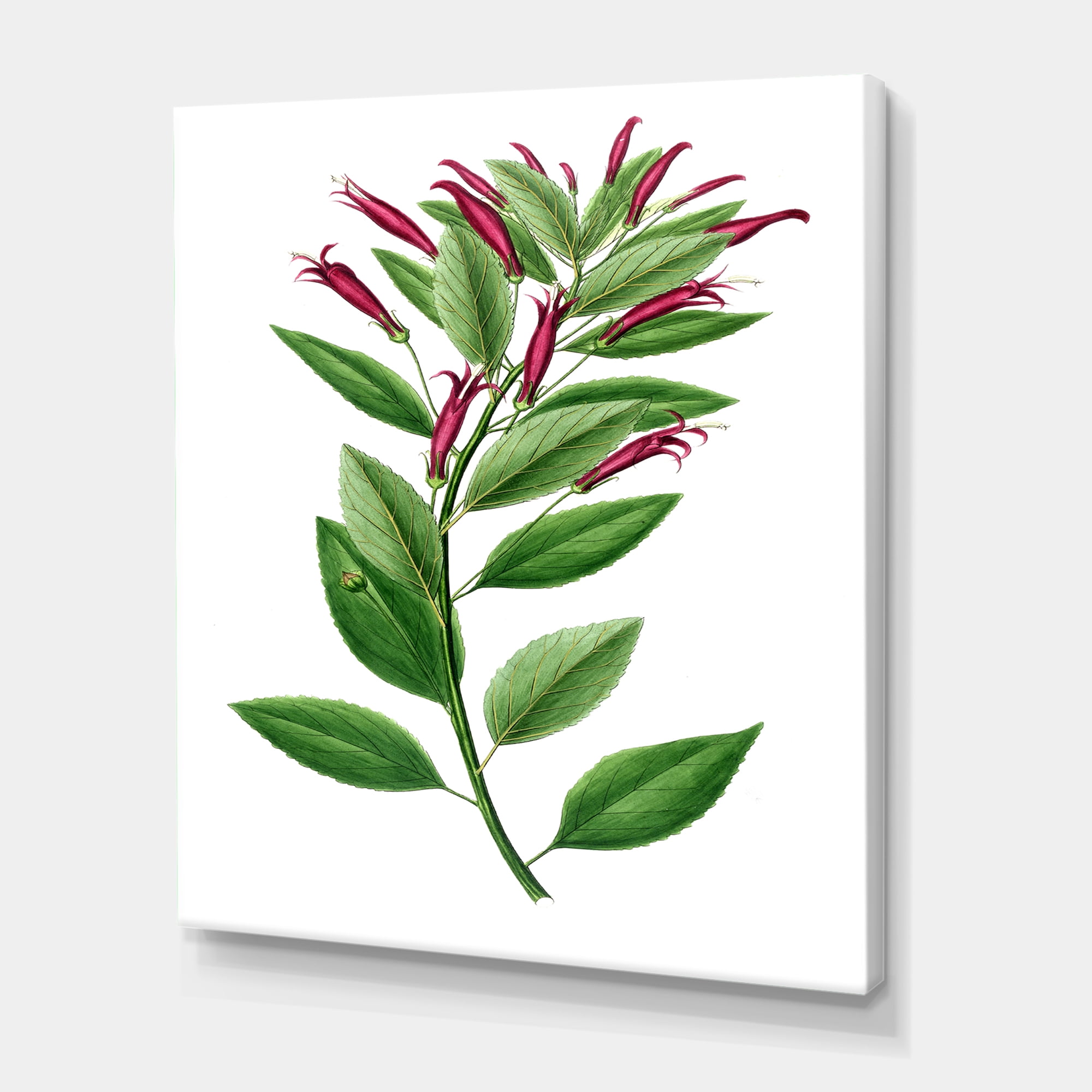 Designart ' Ancient American Flora V ' Traditional Canvas Wall Art Print