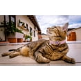 thumbnail image 3 of Collar de gato con corazón brillante con cinturón de seguridad y campana ajustable de 11 pulgadas para gatitos (rosa), 3 of 4