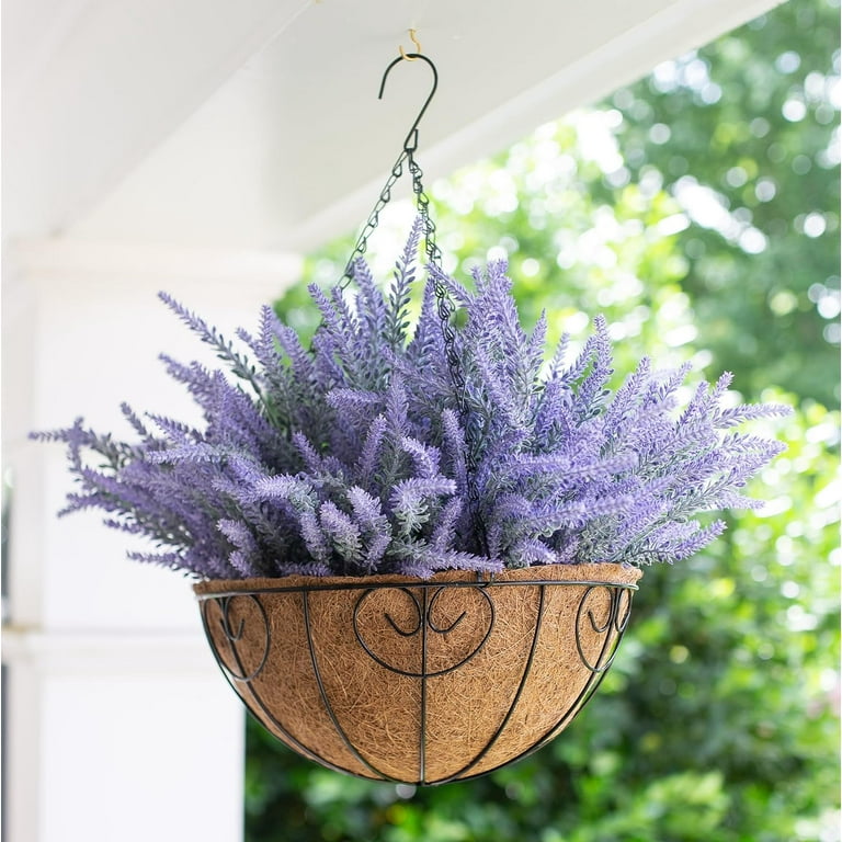 munstead lavender plant Munstead - Lavender Plant