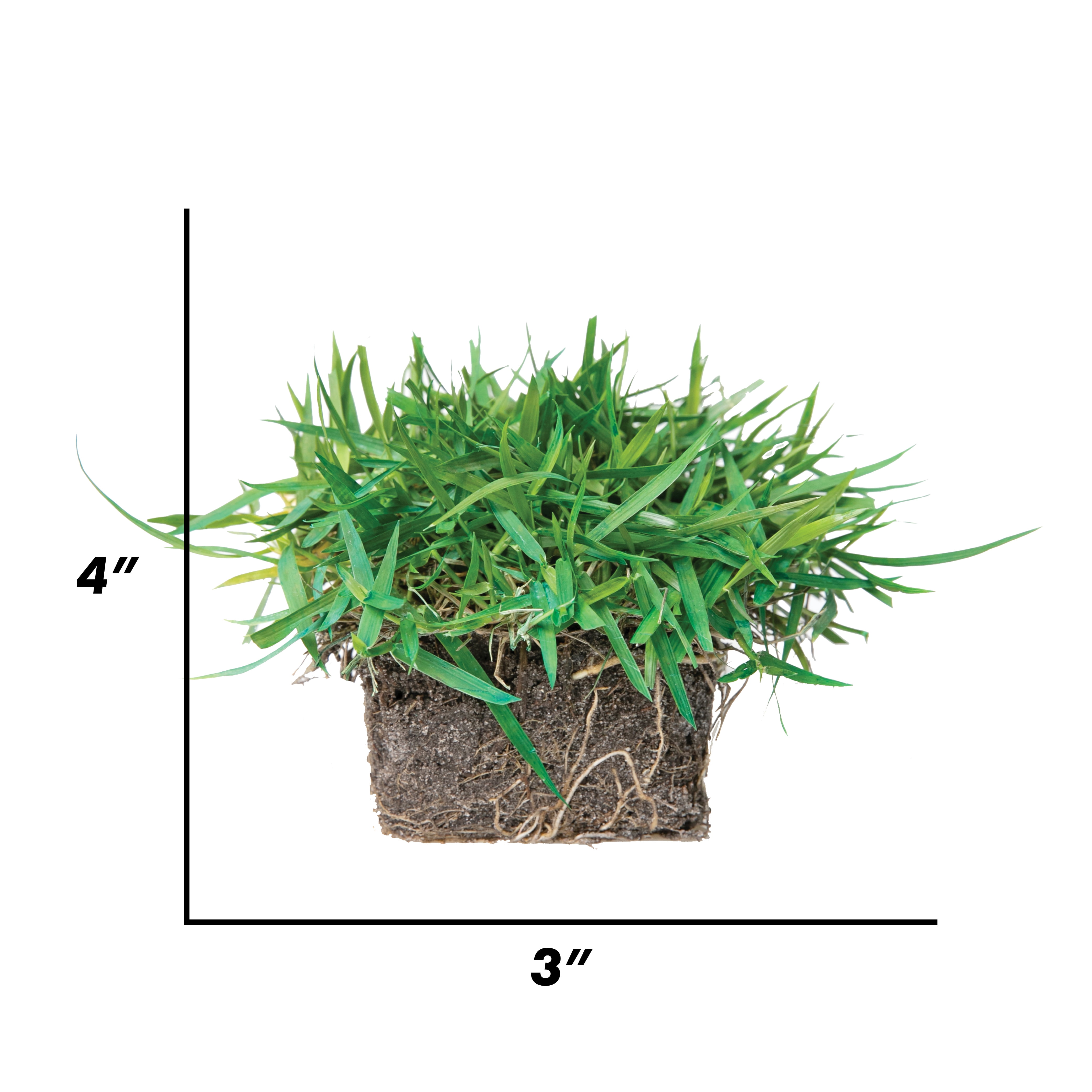 SodPods Zoysia Grass Plugs (32 Count) Natural, Affordable Lawn Improvement
