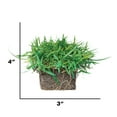thumbnail image 4 of SodPods Zoysia Grass Plugs (16 Count) Natural, Affordable Lawn Improvement, 4 of 4