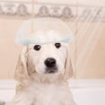 thumbnail image 4 of unbranded 20Ud De Ducha Desechables Para Mascotas Protección Transparente Para Orejas De Perro, 4 of 8