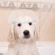 thumbnail image 1 of WASHWEPE 20Ud Gorras Descartables Transparentes Para De Mascotas Protección De Orejas Para Perros Y, 1 of 8