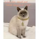 thumbnail image 4 of Collar De Perro Dorado Cachorro Circón Cadena De Eslabones C, 4 of 5