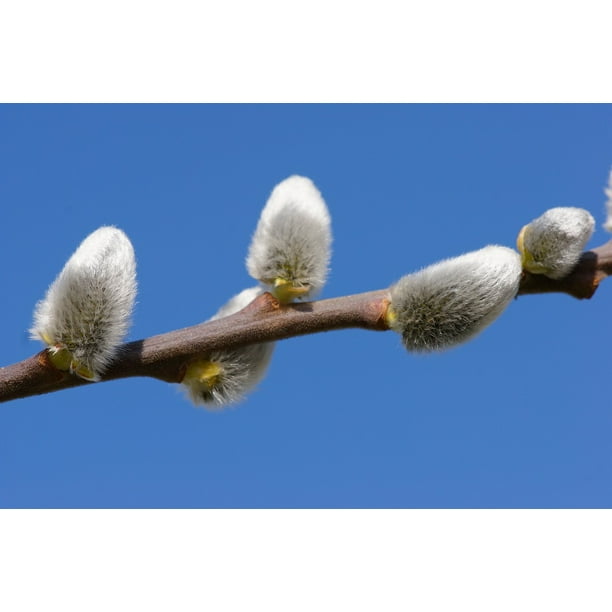 Nature Branch Hairy Close Fluffy Pussy Willow-12 BY 18 Inch Laminated Poster With Bright And Vivid Imagery-Fits Perfectly In Frames - Walmart.com