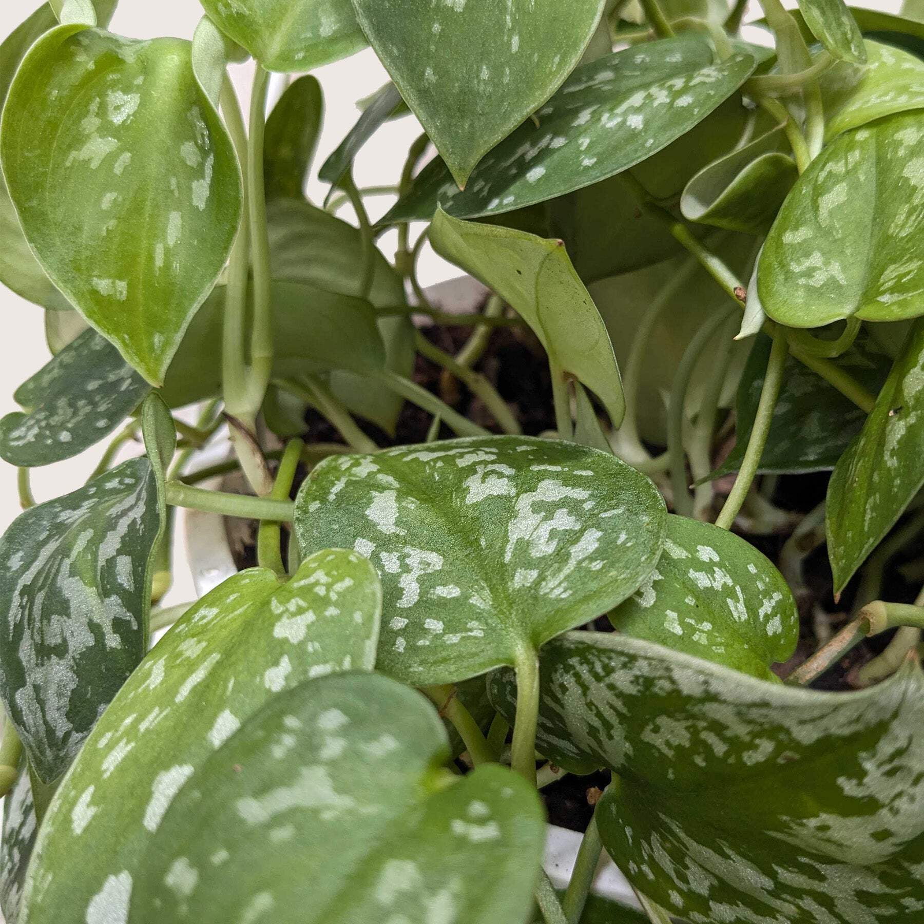 Pothos 'Satin', 4" Pot, Indoor Houseplant, Easy Care, Live Plant for Indoor & Outdoor