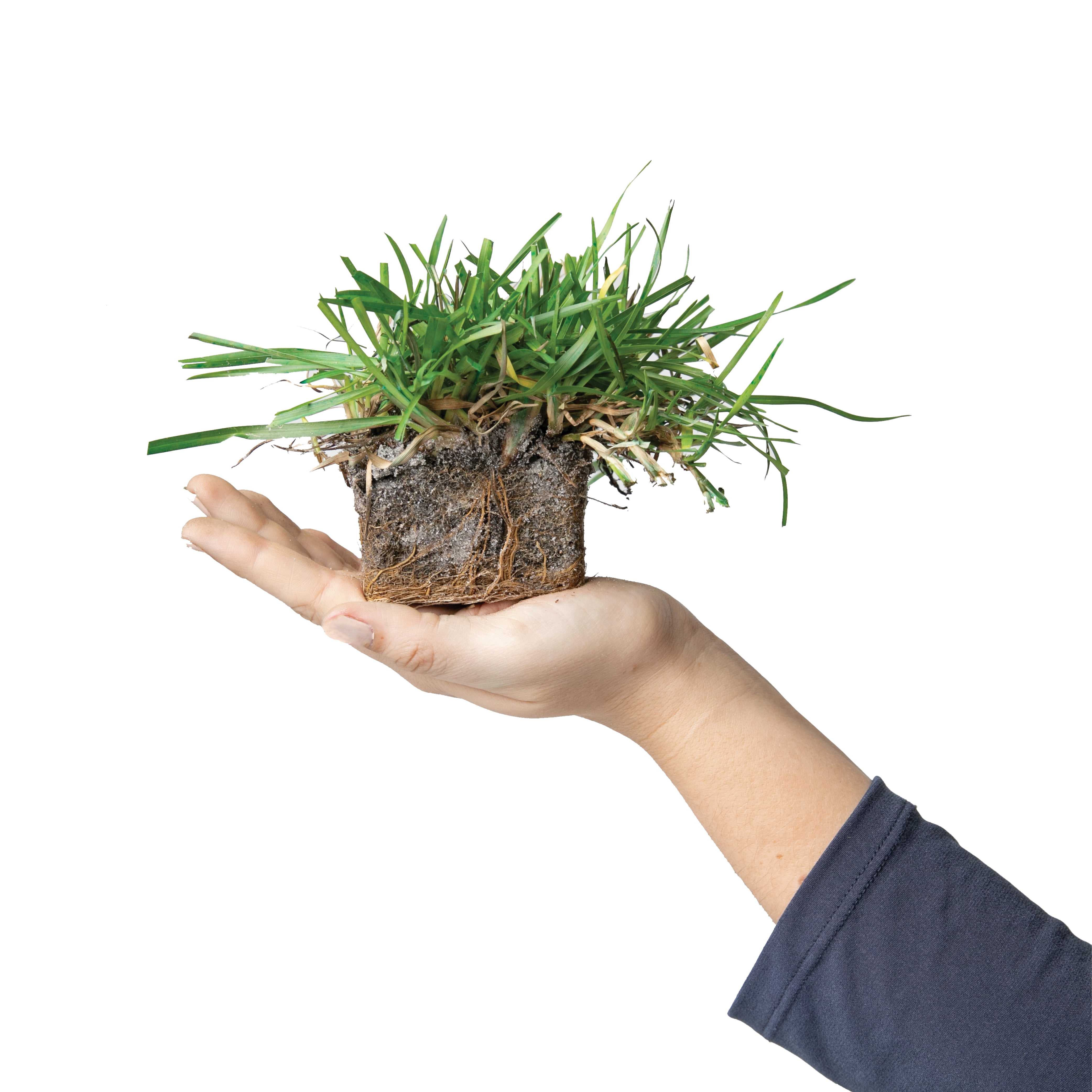 SodPods Centipede Grass Plugs (64 Count) Natural, Affordable Lawn Improvement