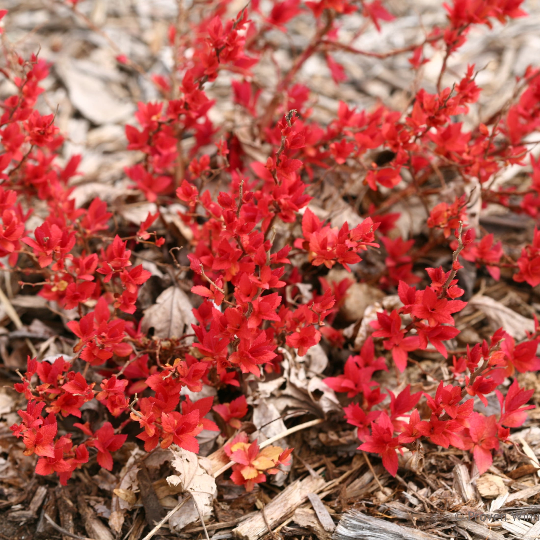Proven Winners ColorChoice 5" Purple Double Play Candy Corn Spirea Live Plant in 4.5" Pot (4 Count)