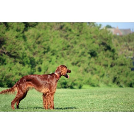 Irish Setters Pets Canvas Print Pet Setter Red Setter Canine Irish Setter Dog Stretched Canvas 32 x 24 ()