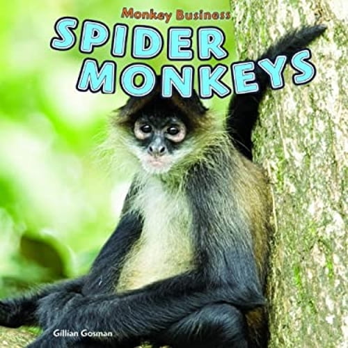 Pre-Owned Spider Monkeys (Library Binding) 9781448850204