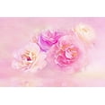 thumbnail image 2 of Alpenglow Workshop 14x11 White Modern Wood Framed Museum Art Print Titled - Pink Roses in the Clouds, 2 of 4