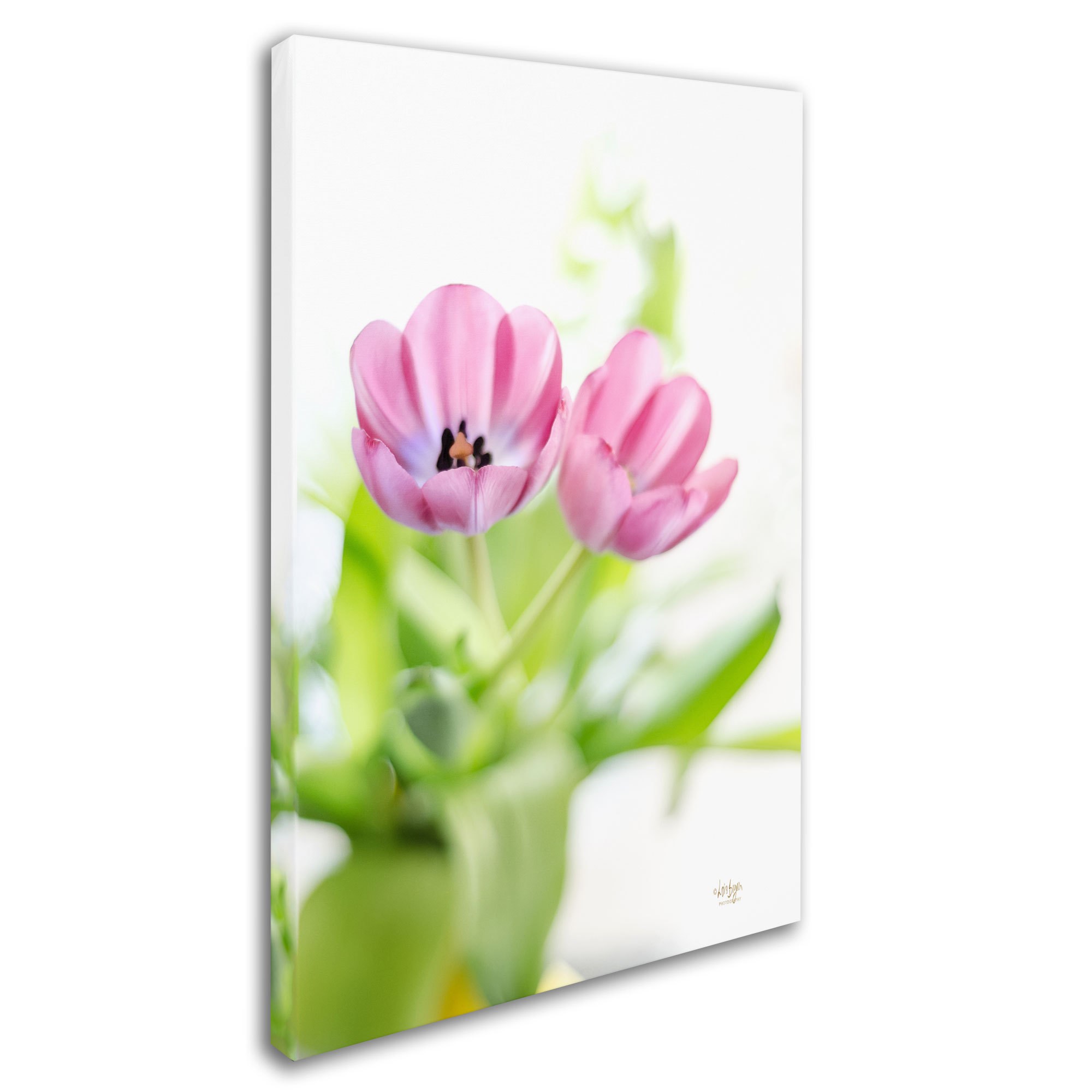 Trademark Fine Art "Pink Tulips Drenched in Light" Canvas Art by Lois Bryan