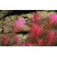 thumbnail image 1 of Rotala Wallichii, planta de acuario de agua dulce viva, de tallo en manojo, plantada, 1 of 1