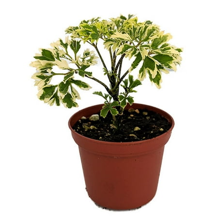 Variegated Japanese Ming Aralia Tree Plant - Polyscias - Indoor - 2.5