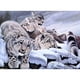 thumbnail image 1 of Cuadros Decorativos 5D bricolaje completo taladro diamante pintura nieve tigres Cruz puntada bordado pedrería mosaico Kits DQrwqpou Nuevos Originales, 1 of 6