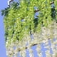 thumbnail image 3 of Seda artificial Wisteria Vine Ratta seda colgante flor boda decoración, 12 piezas Sincero Hogar, 3 of 4