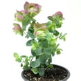 thumbnail image 3 of Ornamental Oregano, Kirigami - Pot Size: 3.5in - Herbs, 3 of 3