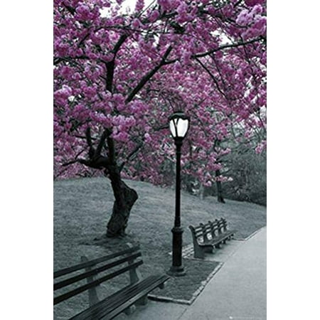 Nyc Black Letters - New York Central Park Blossom 36x24 Photograph Art Print Poster Trees in Bloom Violet Black and White NYC New York City Manhattan..., By GB Posters Ship from US