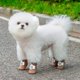 thumbnail image 5 of Calcetines Para Perros Ropa Para Mascotas Protector Contra Arañazos Para Perros Pequeños, Medianos Y Grandes Y Gatos Zapatos Para Cachorros Que Se Pueden Usar En Interiores Y Exteriores, 5 of 5