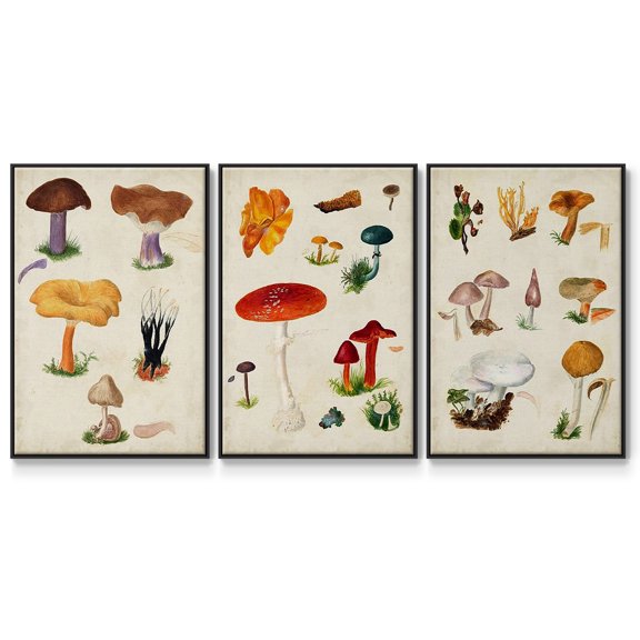 Mushroom Species VI - Framed Premium Gallery Wrapped Canvas L Frame 3 Piece Set - Ready to Hang