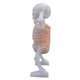 thumbnail image 5 of Figura De Esqueleto, Plásticos De Detección Sensibles Divertidos, Juguete De Esqueleto De Baile Duradero Que Brilla En La Oscuridad Para Niños Y Niños Para Descompresión, 5 of 7