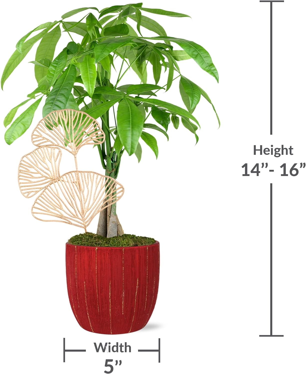 Just Add Ice 14-16" Money Tree in 5" Red Ceramic with Gold Leaf Pick, Live Plant, Indirect Light, Indoor House Plant