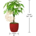 thumbnail image 5 of Just Add Ice 14-16" Money Tree in 5" Red Ceramic with Gold Leaf Pick, Live Plant, Indirect Light, Indoor House Plant, 5 of 6
