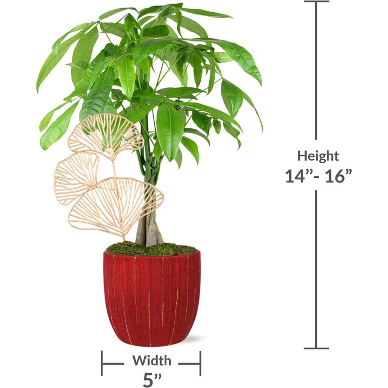 Just Add Ice 14-16 inch Money Tree in 5 inch Red Ceramic with Gold Leaf Pick, Live Plant, Indirect Light, Indoor House Plant, J5321