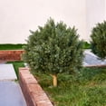 thumbnail image 6 of DR.Planzen Artificial 20 in Topiary Ball Trees, UV Resistant Faux Cedar Plants, Faux Cypress Evergreen Shrub Bush with 10.6in Twist-On Stake - For Front Porch Patio Garden Yard Decor Outdoor Use, 6 of 9