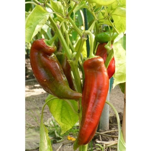 Get Laminated Poster Pointed Pepper Plant Healthy Paprika Food Poster Free Wallpaper Laminated Poster Pointed Pepper Plant Healthy Paprika Food Poster Desktop Wallpaper