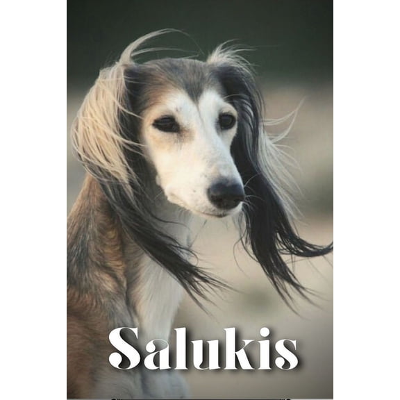 Salukis: Dog breed overview and guide (Paperback)