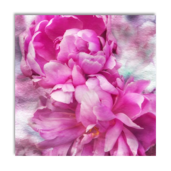 Gango Home Decor Contemporary Pink Flowers II by Alan Hausenflock (Printed on Paper); One 16x16in Fine Art Paper Giclee Print