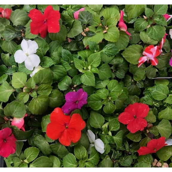 Imara™ XDR Mix White & Red Impatiens - 15 Seeds - Annual