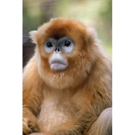 Snub Nosed Monkey Print Wall Art (Snub Nose 38 For Sale Best Prices)