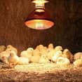 thumbnail image 2 of 220V 100 - 275 Watts E27 Infrared Red Heat Lamp for Chickens, Brooder Coop, Chicks, Pet Reptiles, 2 of 5