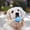 A, variant on Tough Plastic Bone Shaped Pet Chew Toy Teeth Cleaning Interactive Teething Toy For All Size Dogs