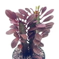 thumbnail image 5 of BubbleBlooms Euphorbia Trigona, Red Original Color African Cathedral Cactus Milk Tree- 4 Inch Pot, 5 of 9
