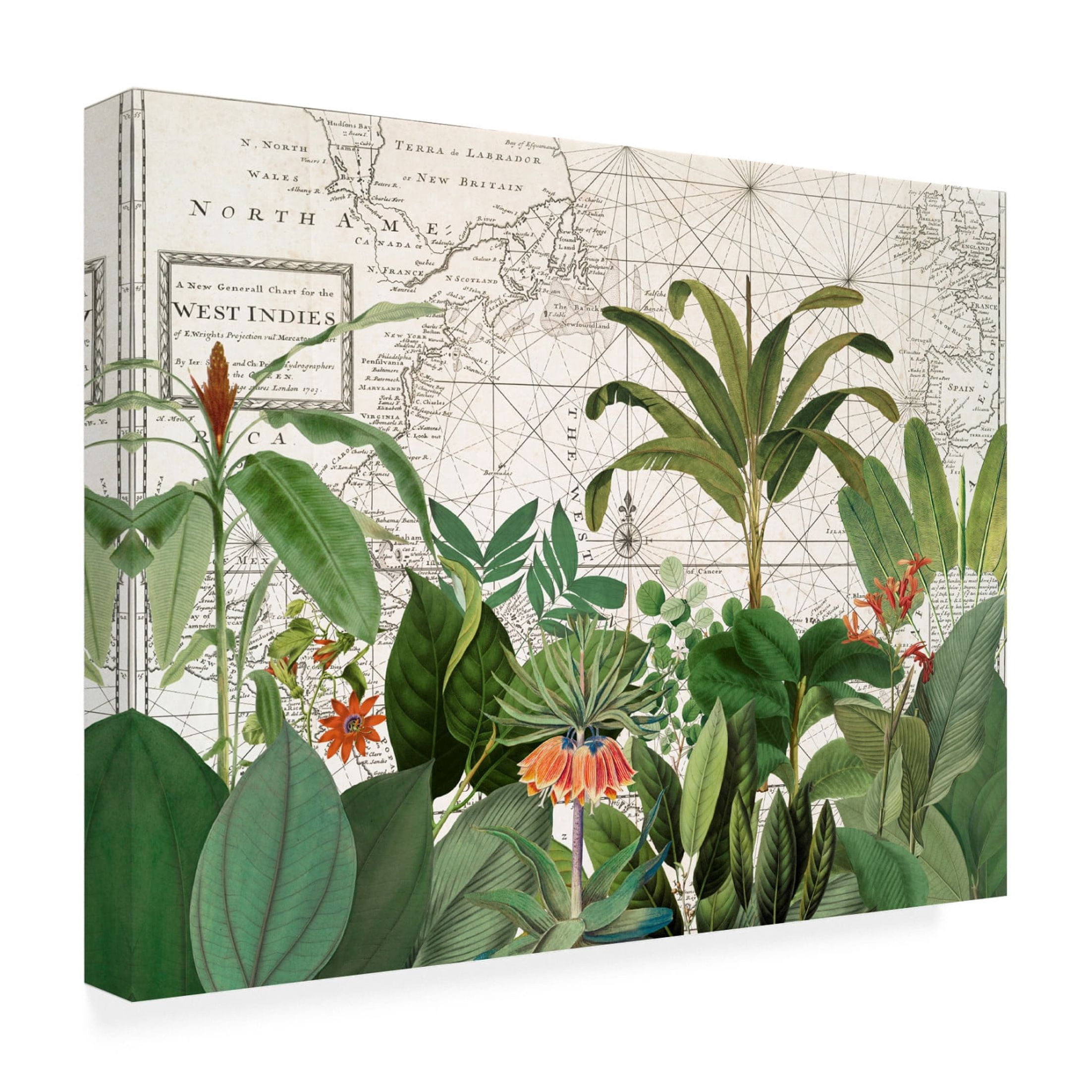 Trademark Fine Art Andrea Haase  Exotic Wildlife 005 Canvas Wall Art