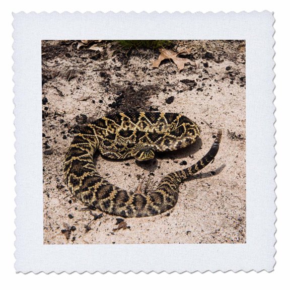 3dRose, Eastern Diamondback Rattlesnake, Telfair County. Georgia, USA, 12x12 inch quilt square