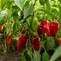 Carmen Hybrid Sweet Pepper Garden Seeds - 10 Seeds - Non-GMO, Vegetable Gardening Seed - Italian Sweet Pepper
