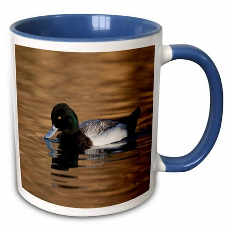 

3dRose Lesser Scaup male duck in dark water Texas USA - US44 LDI0968 - Larry Ditto - Two Tone Blue Mug 11-ounce