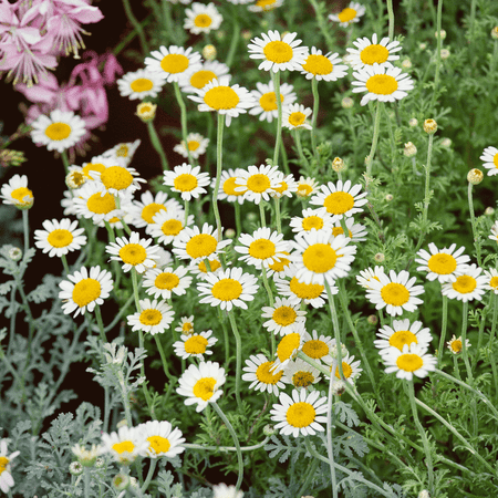 Roman Chamomile Seed Everwilde Farms - 1000 Common German Chamomile Herb Seeds - Gold Vault Jumbo Bulk Seed Packet ()
