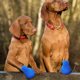 thumbnail image 2 of EeaseMX fundas impermeables para zapatos de lluvia, antideslizantes, para exteriores, duraderas, para mascotas, gatos y perros (azul, talla S), 2 of 8