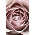 thumbnail image 2 of 1x Studio III 13x18 Gold Ornate Wood Framed with Double Matting Museum Art Print Titled - Pink Rose No 04, 2 of 4