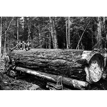Darius Kinsey was a photographer active in western Washington State from 1890 to 1940 He is best known for his images of loggers and all phases of the regions lumber industry Poster Print by Darius