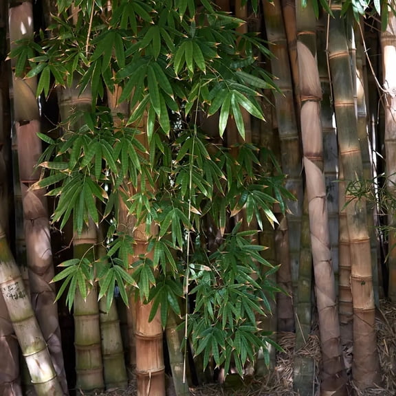 25 Dendrocanus Structus Bamboo Seeds – Fast-Growing Bamboo Grass Seeds for Privacy Screens & Tropical Landscaping